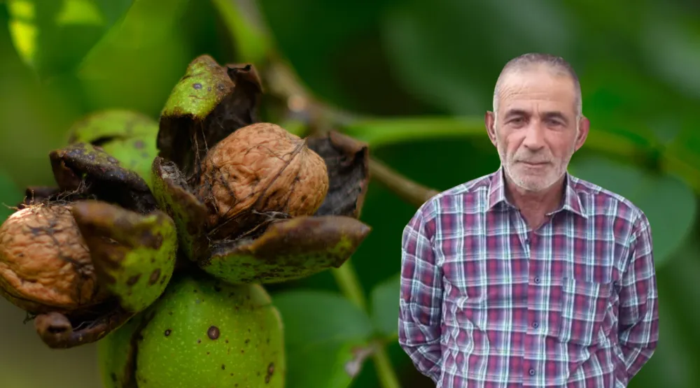 Ceviz ağacından düştü hayatını kaybetti 