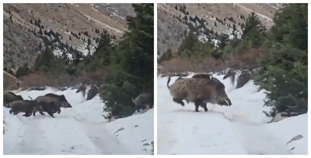 Niğde’de yaban domuzu sürüsü görüntülendi