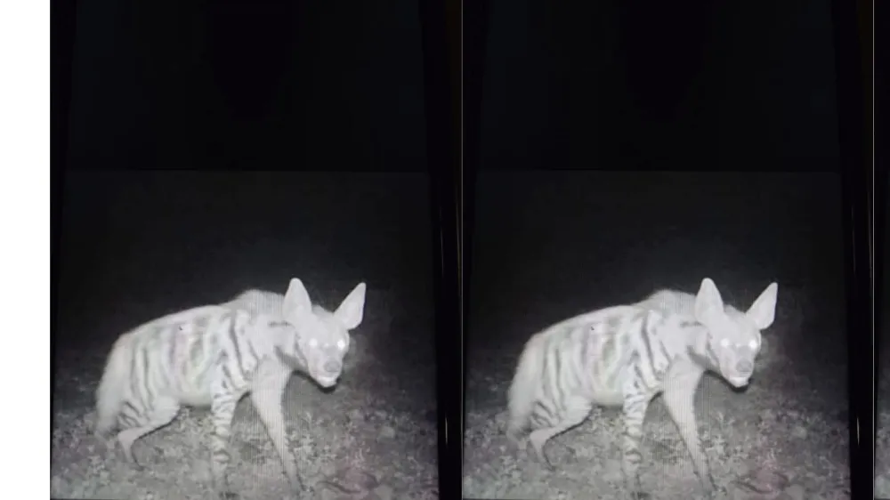 Nesli Tükenme Tehlikesindeki Çizgili Sırtlan Niğde’de Görüntülendi