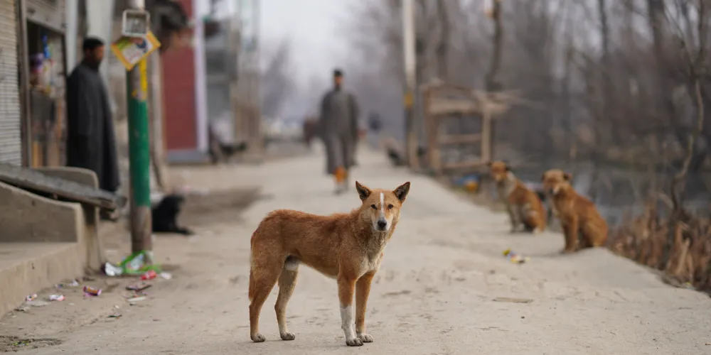 Bakanlıktan belediyelere köpek cezası 