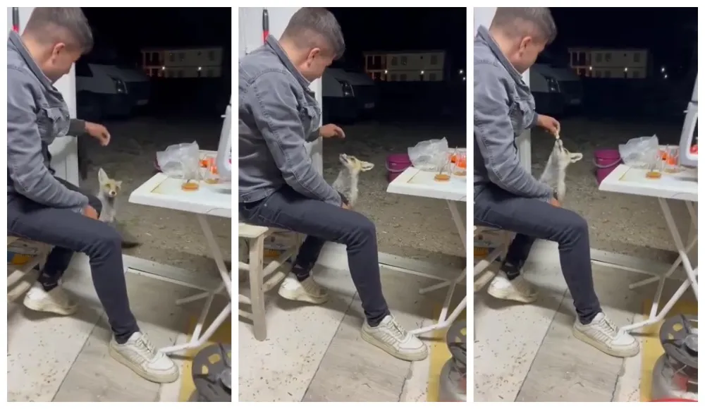 Aç tilki köye indi, insanların elinden yiyecek yedi