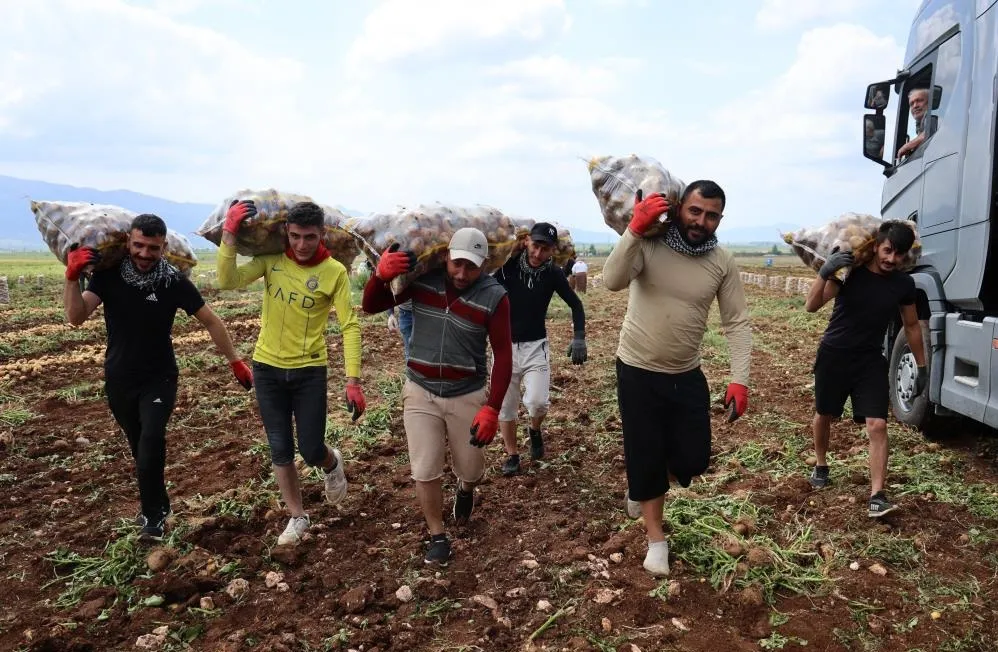 Günlük 250-300 ton patates yükleyip 2 bin 500 TL kazanıyorlar