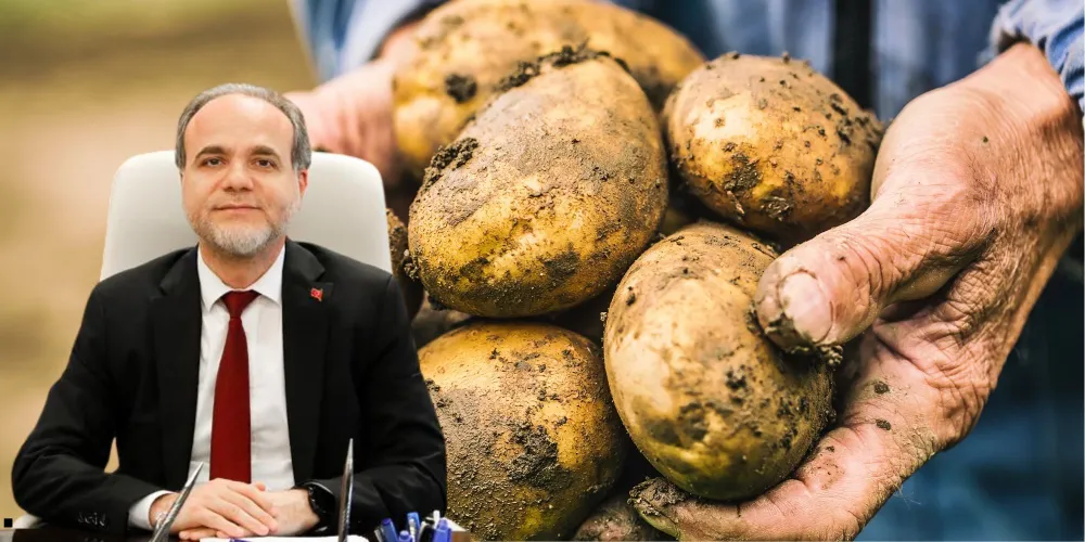 Patates Yeşillenmesine Çözüm Üreten Projesine TÜBİTAK Desteği