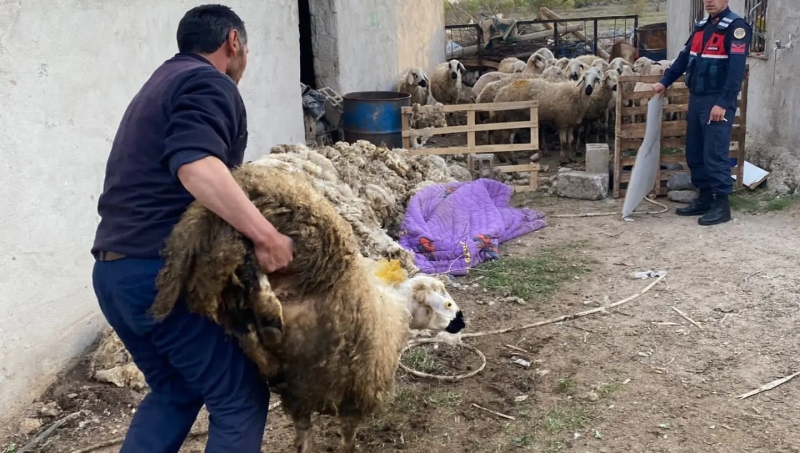 Çalınan 70 Koyunu JASAT Buldu