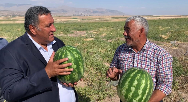 NİĞDE KARPUZU TARLADA KALDI!